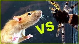 Паук тарантул против крысы. Venomous spider tarantula vs rat.