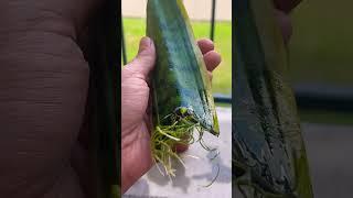 Snake plant propagation 🫴 check the comments for tips  #plants #snakeplant #propagation