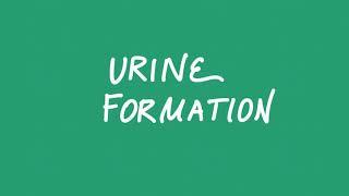 Urine Formation