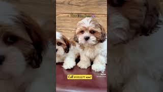 Shih Tzu Puppy Singapore 88 Euro Pets #shihtzusingapore #lhasaapso #puppysingapore #singapore #dog