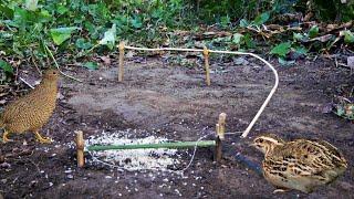 Build Simple Quail Bird Trap Using Simple Bamboo Stick Method   Easy Creative Bird Trap