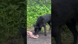Stray Dog from Wasteland can’t Believe I came with Food for him #straydogs #dog #animalrescue #dogs