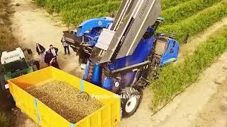 The Chinese government has become the world leader in agriculture. Amazing farming video.