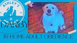 Darby - In Home Adult Obedience