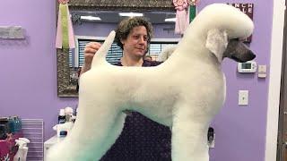 The Poodle German Clip