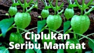 Ciplukan ; Tanaman dengan seribu manfaat dan sejuta khasiat [ Tutorial Lengkap dideskripsi Video ]