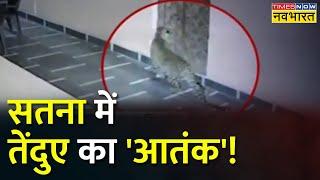 Madhya Pradesh के Satna में तेंदुआ दिखने से मचा हड़कंप, CCTV में कैद हुई तस्वीर | Latest Hindi News