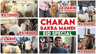 Pune Biggest Bakra Mandi CHAKAN BAKRA MANDI Live Update 8 6 2024 I YK Goat Lover