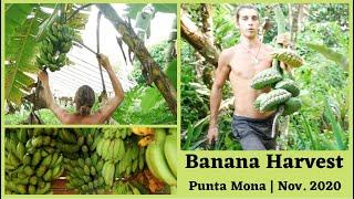 Harvesting Racks of Bananas at Punta Mona