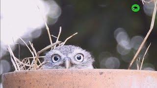 OWLS ARE WEIRDOS - Funny Owls Compilation 