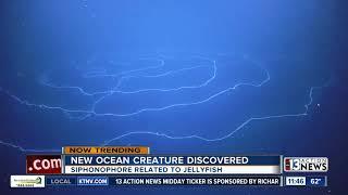 TRENDING: New ocean creature discovered