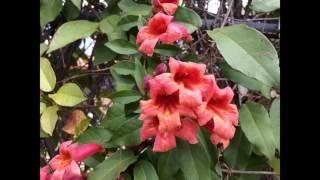 Tangerine Beauty Crossvine