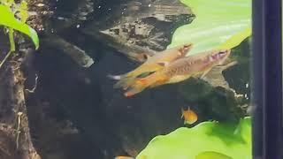 Copella arnoldi (Splash tetra) courtship/breeding/spawning - slow motion footage