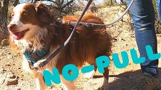 How to Use a No-Pull Harness with a Two-Point Leash Attachment
