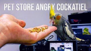 How to Tame a Cockatiel From the Pet Store?