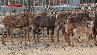 В Одесском зоопарке весенний беби-бум