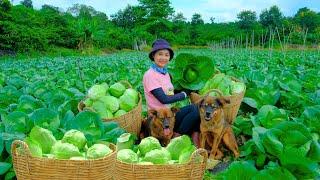 Harvesting Green Cabbage Goes To Market Sell - Feed the Dogs, Chickens and Ducks | Tieu Lien