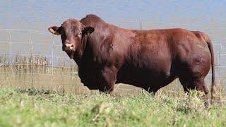 Grassfields Beef Droughtmaster Bulls Compilation - Auction 15 June 2022