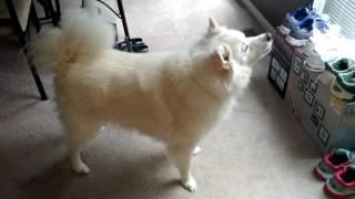 American Eskimo Dog Barking