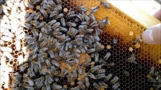 Пчеловодство ранний вывод маток часть 2 Beekeeping early conclusion queens Part 2