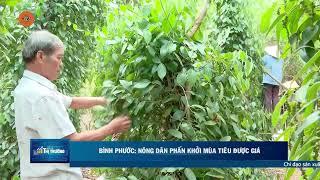 BÌNH PHƯỚC: NÔNG DÂN PHẤN KHỞI MÙA TIÊU ĐƯỢC GIÁ | VTV5