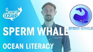 Sperm whale | Ocean Literacy | FuseSchool