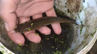 Nyari ikan malam hari sangat banyak