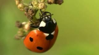 Seven-spot Ladybird or Seven-spotted Ladybug (Coccinella septempunctata) / Siebenpunkt-Marienkäfer