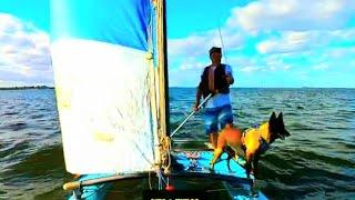 Sailor Dog#short #sailing #adventure