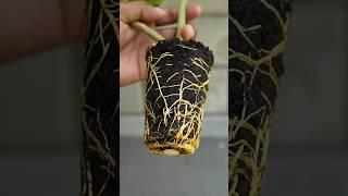 How potato work in lemon tree propagation #air_layering