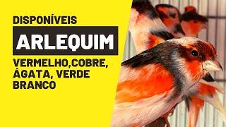 Disponíveis canários ARLEQUIM, VERMELHO, COBRE, ÁGATA, VERDE, BRANCO