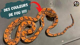 [ BONUS ] Mon plus BEAU serpent !!! EPICRATES CENCHRIA !!!!!