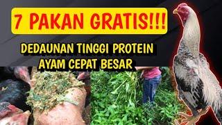 PAKAN GRATIS!!! 7 DEDAUNAN TINGGI PROTEIN UNTUK PAKAN AYAM CEPAT BESAR