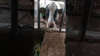 Daily Farm - the cows eat grass