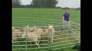 Teaching directional commands using a round sheep pen