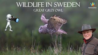 WILDLIFE PHOTOGRAPHY IN SWEDEN - Great Grey Owl -  Bird photography. - Join the visit of three nests