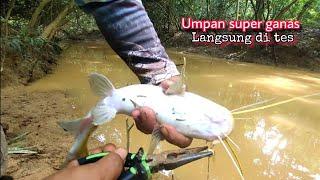 Umpan gila !!! Mancing ikan baung di jamin joran terbang