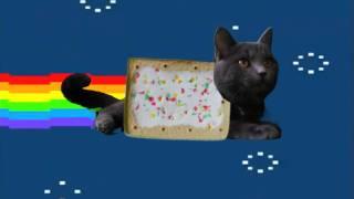 Real life Pop tart cat (Nyan cat)