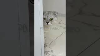 #FUNNY# CAT IT'S GUSSA  VIDEO #SHORT# VIDEO  PB short video