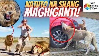 SINIRA NG ASO ANG KOTSE BILANG GANTI | 10 Stories of Animal Revenge