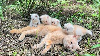 Dramatic Rescue: A Miracle Happened to a Dying Mother Cat and Her Adorable Kittens.