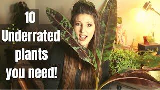 10 Houseplants That Are Super Underrated And Cheap That You Need!