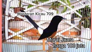 Murai juara harga 100 juta. white-rumped shama