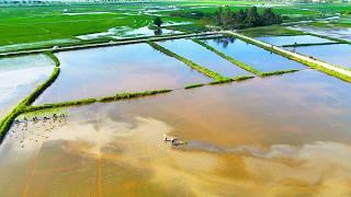 Hoi An Rice Fields Drone Footage - DJI Mini 4 Pro [FULL FLIGHT]