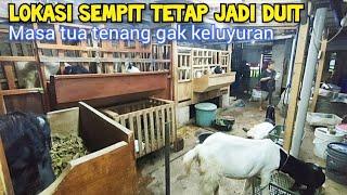 Cerdas. Lahan Sempit Untuk Ternak Kambing, Dengan Ramuan Rakus Makan Dan Asi berlimpah