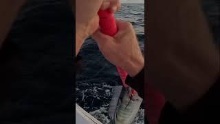 Big Wahoo run- Full Vid Live Now! Search Living Free Fishing