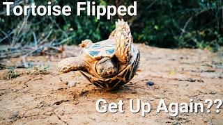 Tortoise Flipped Upside Down! Will it Get up Again??