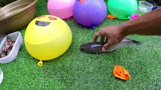 HoRe!! meletus balon air dpt ikan chana, hunting snail dan memberi makan kura kura