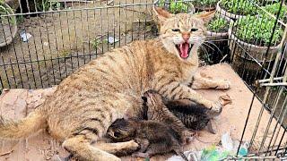 Mother cat doesn't let us touch her poor kittens because she has already lost her kittens!