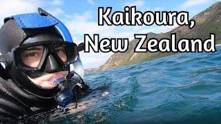 Kaikoura New Zealand - Swimming with Dolphins, Hiking, and More